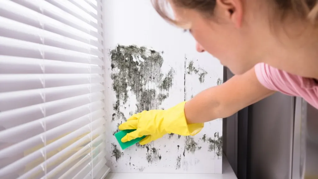 Tips-on-how-to-get-rid-of-mold