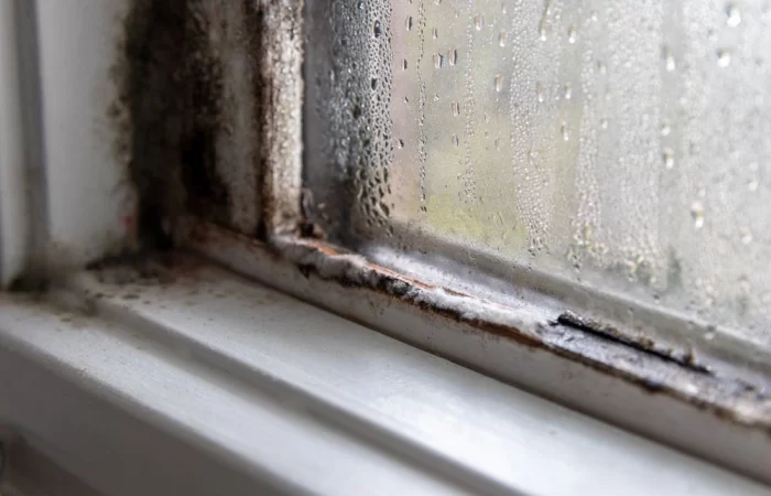 why-does-mould-keep-coming-back